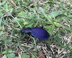 Carabus scabrosus