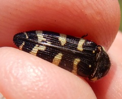 Acmaeodera macra