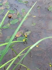 Utricularia australis