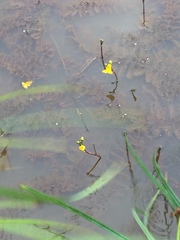 Utricularia australis