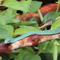 Philothamnus punctatus