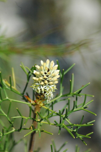 Petrophile sessilis Sieber ex Schult.