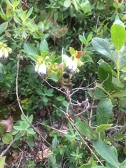 Bombus vagans bolsteri
