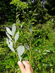Salix phylicifolia