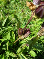 Gentiana purpurea
