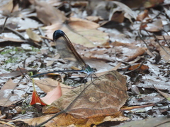 Psolodesmus mandarinus