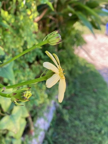 Foto de Jiboia falsa