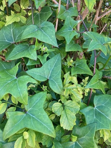 Foto de Jiboia falsa