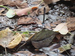 Psolodesmus mandarinus