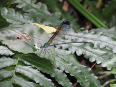 Psolodesmus mandarinus