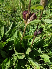 Gentiana purpurea