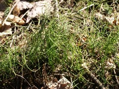 Equisetum scirpoides