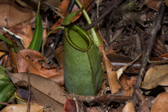 Nepenthes hirsuta