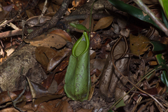 Nepenthes hirsuta