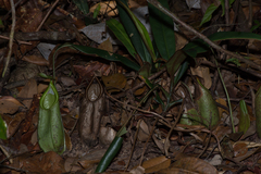Nepenthes hirsuta