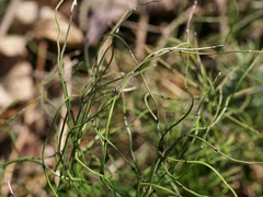 Equisetum scirpoides