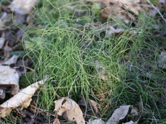 Equisetum scirpoides