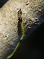 Equisetum scirpoides