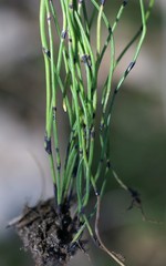 Equisetum scirpoides