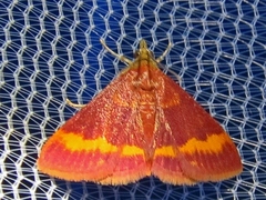 Pyrausta pseuderosnealis