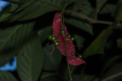 Pterisanthes