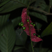 Pterisanthes - Photo 由 CHUNG CHANG-LIN 所上傳的 (c) CHUNG CHANG-LIN，保留部份權利CC BY-NC
