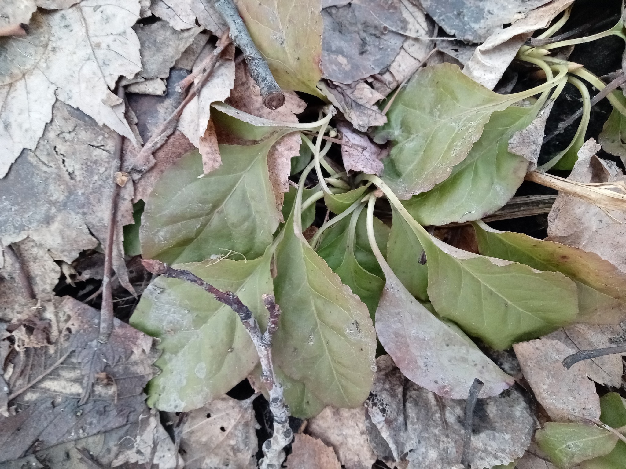 Imagem de Pyrola