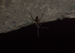 Dinomyrmex gigas borneensis