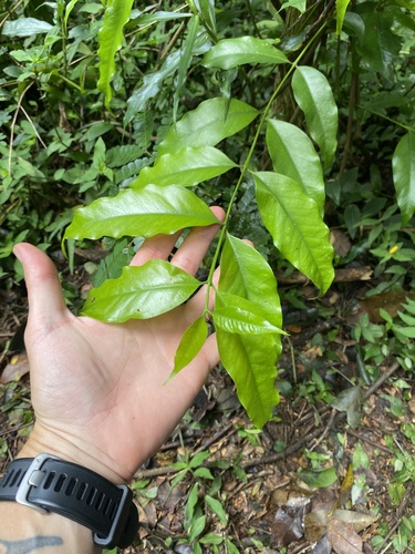 Empogona lanceolata, photograph 4
