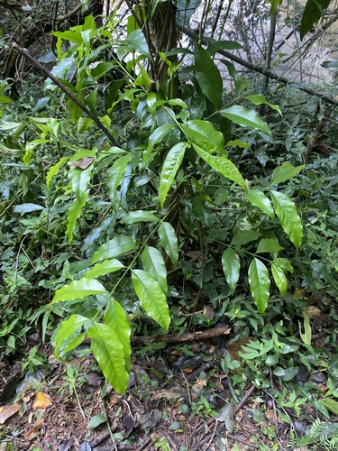 Empogona lanceolata, photograph 5