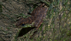 Staurois guttatus