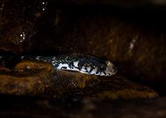 Hebius flavifrons