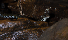 Hebius flavifrons