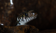 Hebius flavifrons