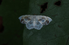 Leucoblepsis renifera