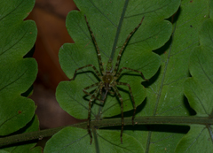 Heteropoda boiei