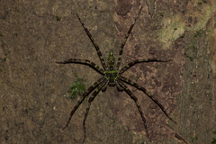 Heteropoda boiei