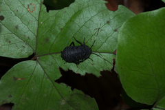 Catara rugosicollis