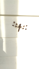 Libellula semifasciata