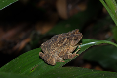 Ingerophrynus divergens