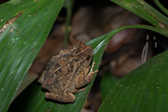 Ingerophrynus divergens