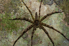 Heteropoda boiei