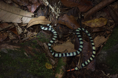 Calliophis intestinalis