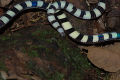 Calliophis intestinalis