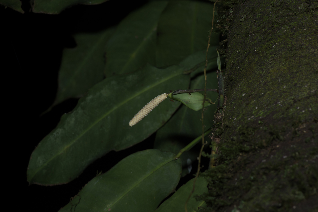 Pothos insignis
