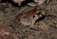 Limnonectes malesianus
