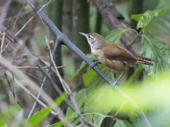 Thryophilus rufalbus