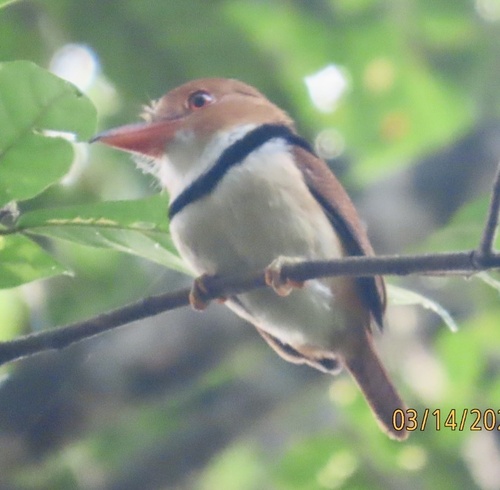 Collared Puffbird (Bucco capensis)