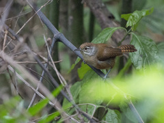 Thryophilus rufalbus