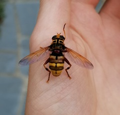 Milesia crabroniformis